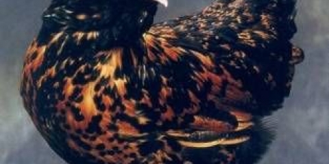 Pavlovska pasmina pilića: proizvodnja jaja, karakteristike